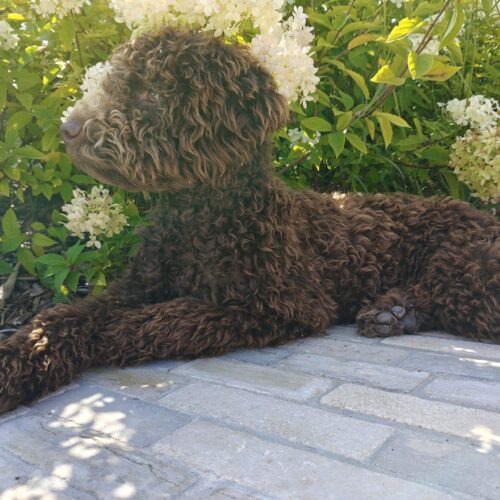 thumbnail_IMG20250812111655 (1)