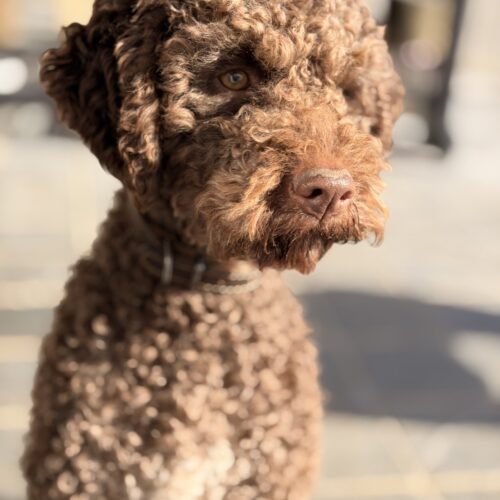 db52cf77-323d-4fe4-81cb-ebbd1965106f